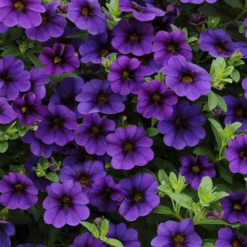 Million bells- tmavo modrý, jednoduchý - 072C