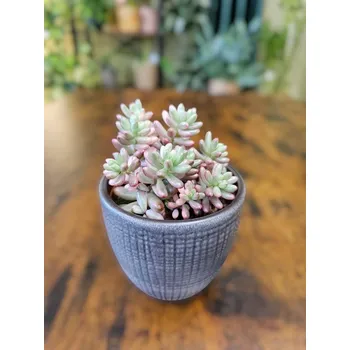 Sedum Rubrotinctum Aurora (Rozchodník, prasečí ocásek)