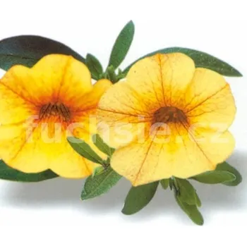 Million Bells žlutá - 075