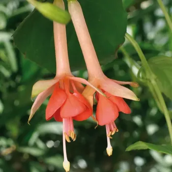 Salmon Glow Fuchsie 794