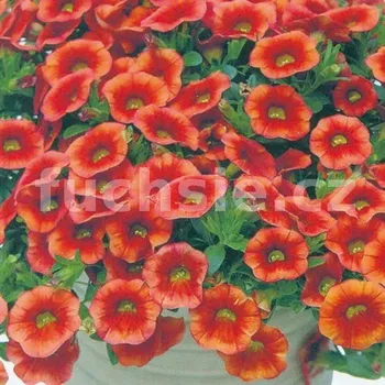 Million bells oranžová - 077