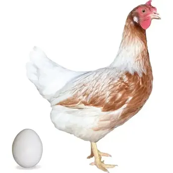 FARMA HÁJEK Kuřice Dominant Bílozlatý D305