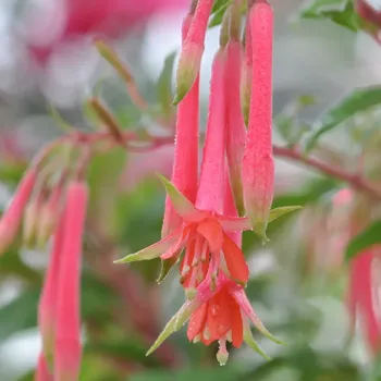 Taco Fuchsie (Šl. J.de Boer, NL, 1997) 802