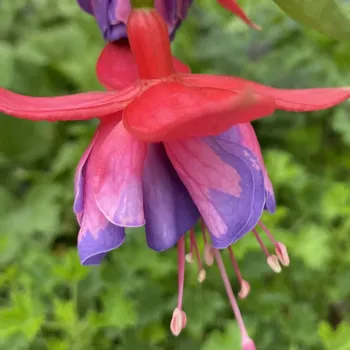 Barbara Karlich Fuchsie 815