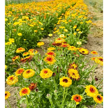 Návnadová surovina Měsíček - Flashback mix