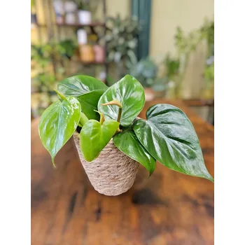 Philodendron Scandens