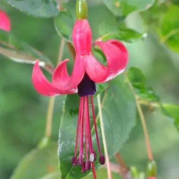 Oscar Lehmeier Fuchsie-mrazuvzdorná 816