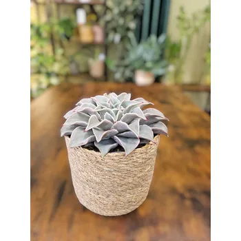 Echeveria růžová růžice Maradiba