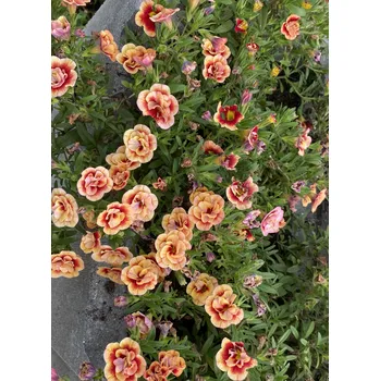 Mill. bells (calibrachoe) - oranžový plný - 077P