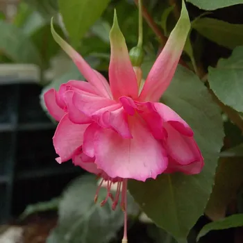 Irene van Zoeren Fuchsie 805