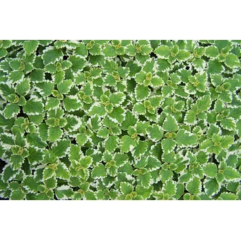 Plectranthus Coleoides Molice - 089