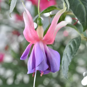 Imperial Fantasy Fuchsie 843