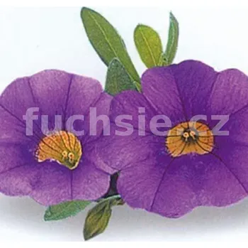 Million Bells fialovomodrá - 072