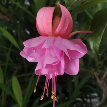 Rosi Friedl Fuchsie 769