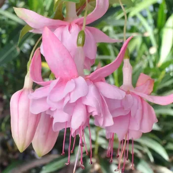 Yvonne Hasselerharm Fuchsie 778