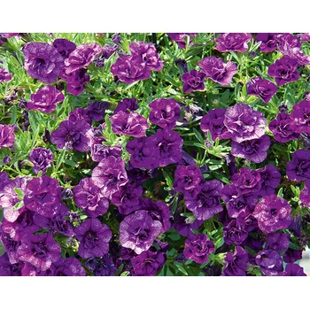 Million Bells , tm. modrý, plnokvětý - 072T