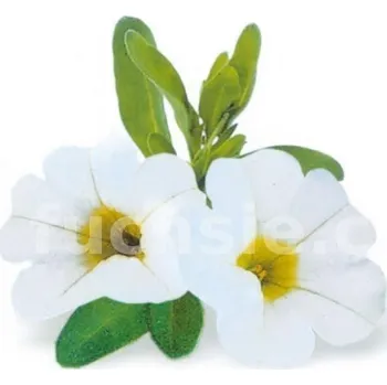 Million Bells bílá - 073