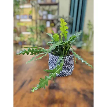 Epiphyllum Anguliger (Rybí kost)