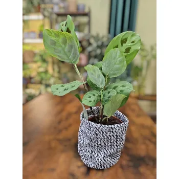 Marantha Leuconeura Kerchoveana