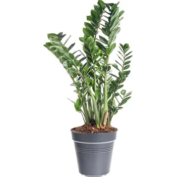 Sazenice Kulkas zamiolistý, Zamioculcas zamiifolia, průměr květináče 27 cm