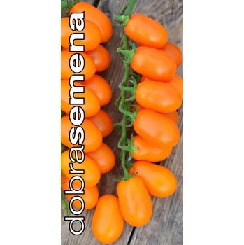 Semeno DATTORANGE F1 6 s