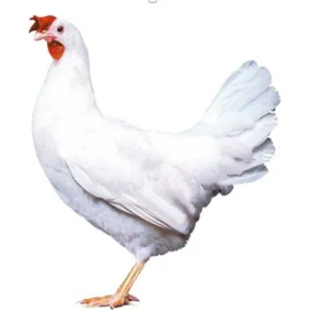 Kuřice Bílá Dekalb