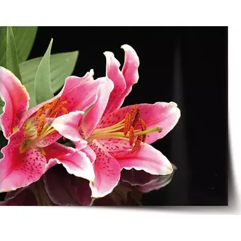 Plakát Sablio Plakát Lilie - 60x40 cm