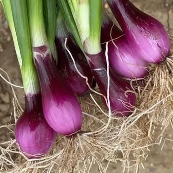 Semeno Cibule svazková CN SONI F1 - Allium cepa - osiva cibulky - 150 ks