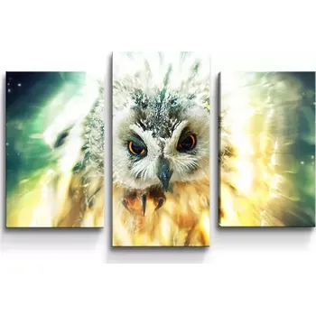 Obraz Sablio Obraz - 3-dílný Sova - 75x50 cm