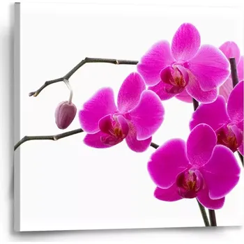 Obraz Sablio Obraz Fialové orchideje - 50x50 cm