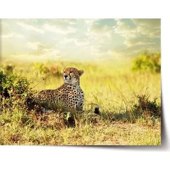 Plakát Sablio Plakát Gepard - 60x40 cm