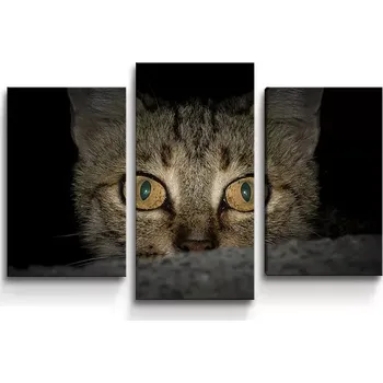 Obraz Sablio Obraz - 3-dílný Kočka - 75x50 cm