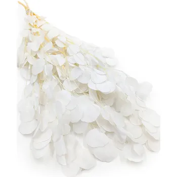 mech-mech.cz Stabilizovaný eukalyptus Populus - Royal - Bělený