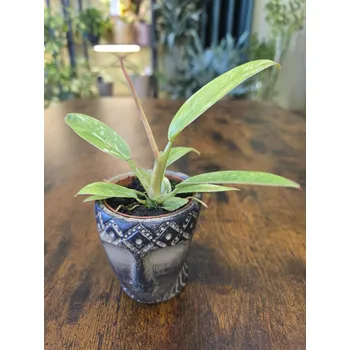 Philodendron Ring of Fire mini