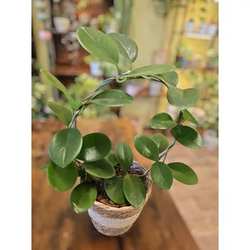 Hoya Carnosa zelená na kruhu