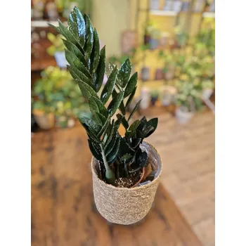 Zamioculcas Raven
