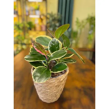 Hoya Australis blondie