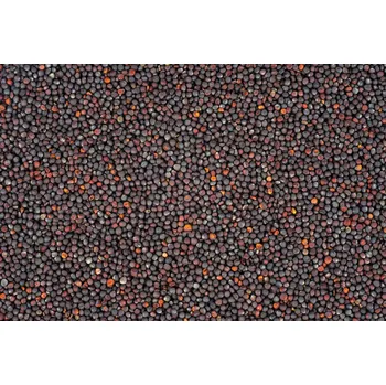 Řepka olejná - semínko 25 kg LES FRUITS DU PARADIS