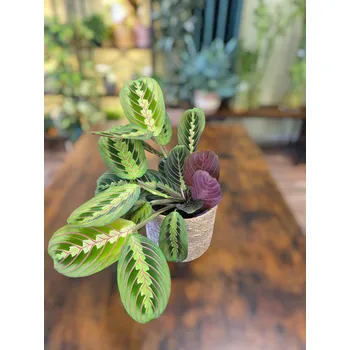 Marantha Leuconeura Fascinator