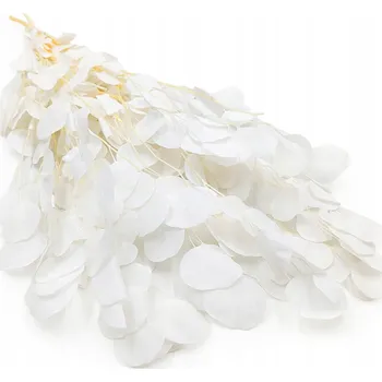 umělá květina Stabilizovaný eukalyptus - Populus - Bělený