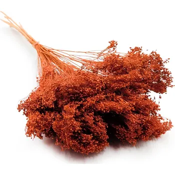 mech-mech.cz Sušený Broom Bloom - Tmavá terakota