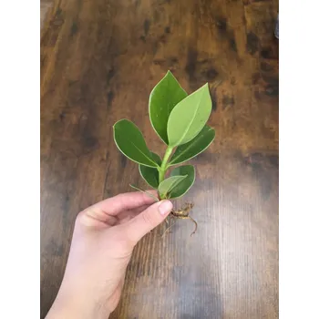 Clusia připravena pro hydroponii