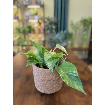 Epipremnum Marble Queen