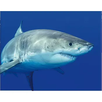 Plakát Sablio Plakát Žralok - 60x40 cm