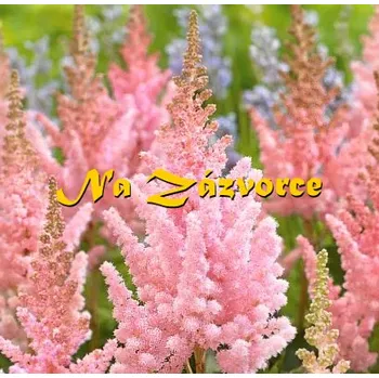 Sazenice Čechrava čínská ´Vision Inferno´ (Astilbe chinensis´Vision Inferno´)