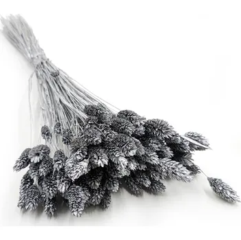 mech-mech.cz Sušený Phalaris - Stříbrný