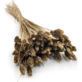 mech-mech.cz Sušený Phalaris - Zlatý