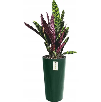 Květináč Plast Květináč , zelená Botle 30 cm x 30 x 57,5 cm