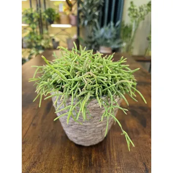 Rhipsalis Baccifera Oasis