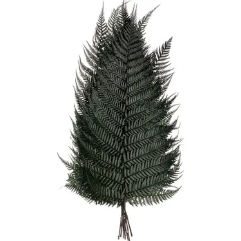 Brillant fern (Pravé "živé" stabilizované větvičky rostliny)